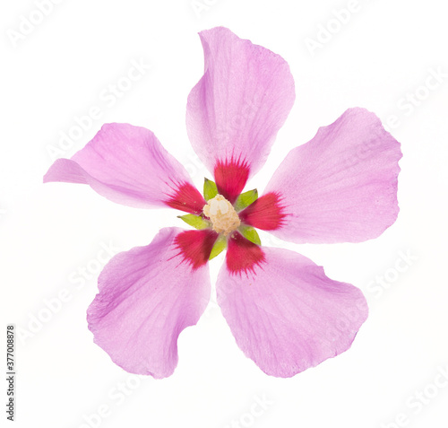 hibiscus syriacus fiore isolato su fondo bianco