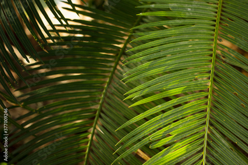 Leaves in the tropical forest.