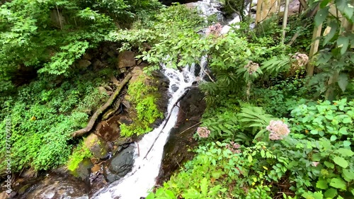 Wild Blushing Bride Hydrangeas Hang Over Portion Of Georgia's Tallest Waterfall At Amicalola photo