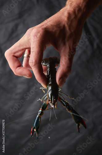 Australian red claw crayfish.  Сherax quadricarinatus, a delicious seafood photo