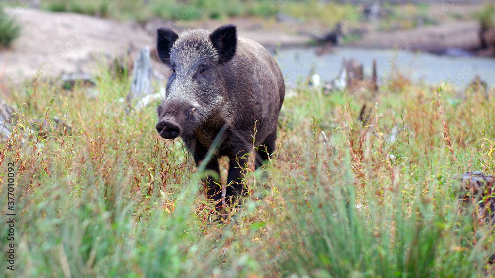 Wild boar on the edge of a pine forest against the backdrop of a small lake. Wild boar on the edge of a pine forest against the backdrop of a small lake.