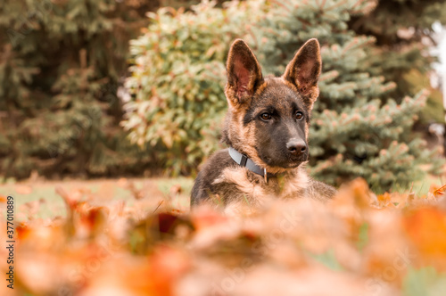 Portrait of a german shepherd puppy while resting in a backyard © nordantin