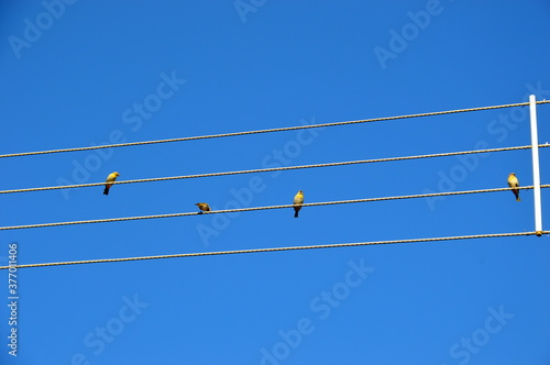 birds on wire