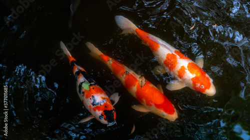 錦鯉 / Koi
