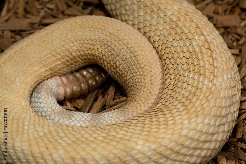 Fototapeta premium rattlesnake coiled