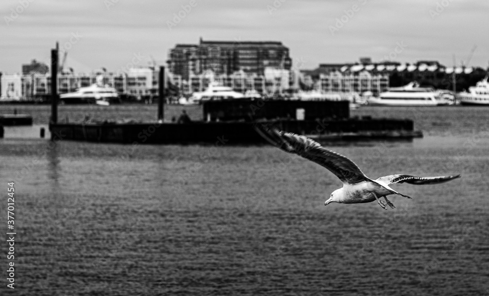 Seagull flying in Boston, Massachusetts