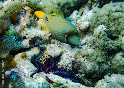 Orange-Striped Triggerfish and shellfish Crown Of Thorns on the bottom in the Indian ocean
