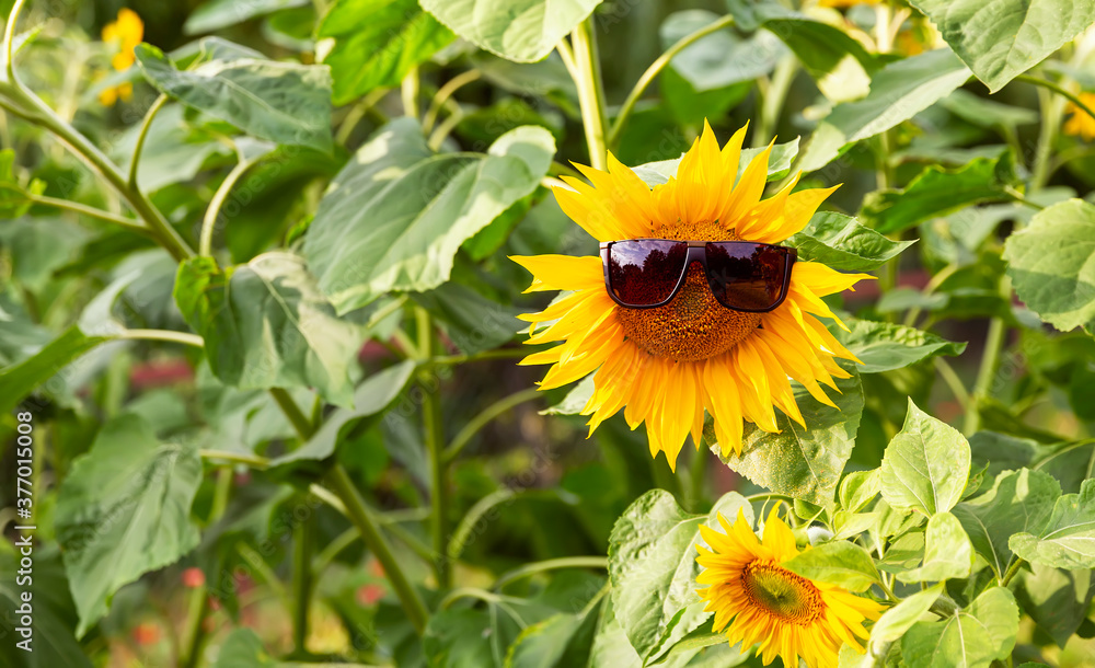 Blooming sunflower in sunglasses in a field of sunflowers on a summer day Blooming sunflower in sunglasses in a field of sunflowers on a summer day