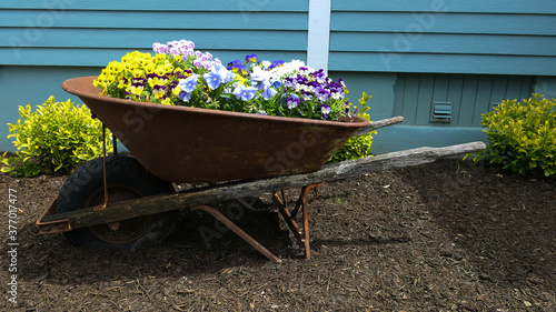 wheelbarrow with flowers in the garden