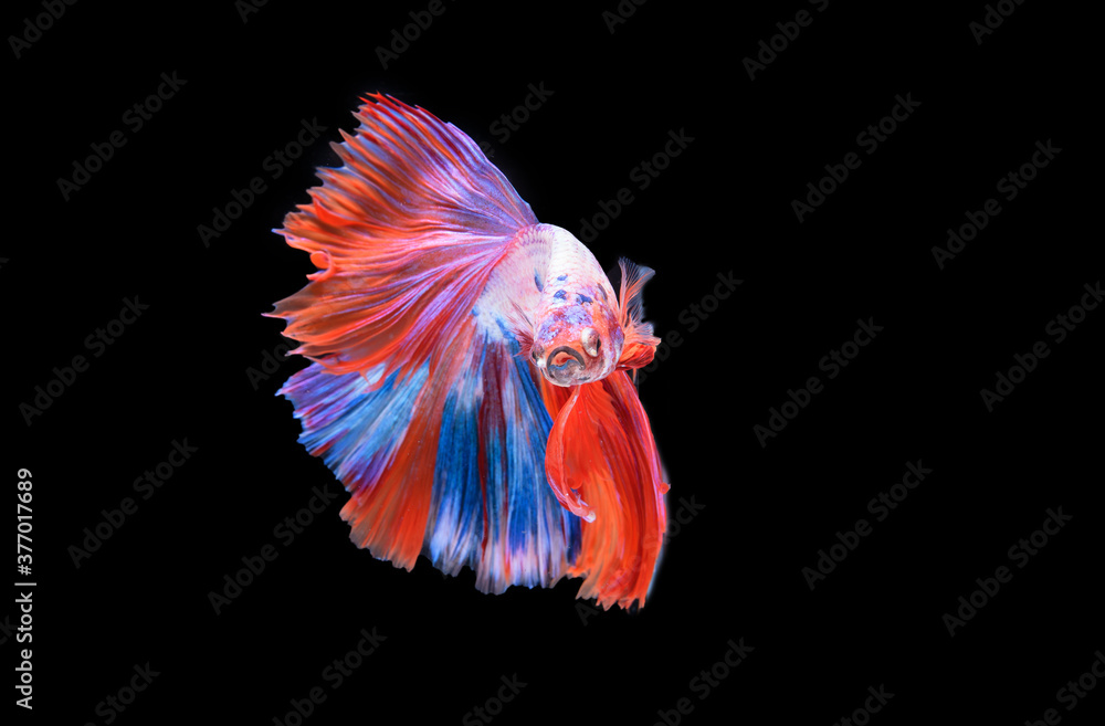 Obraz premium Beautiful colors