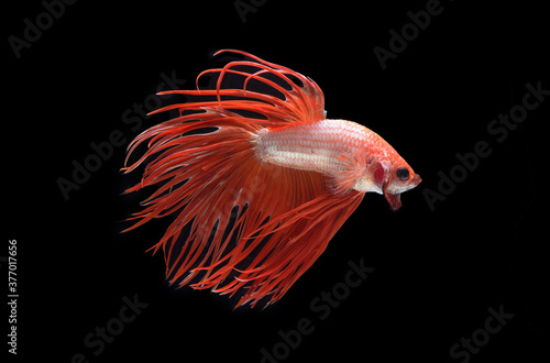 Beautiful colors"Halfmoon Betta" capture the moving moment beautiful of siam betta fish in thailand on black background