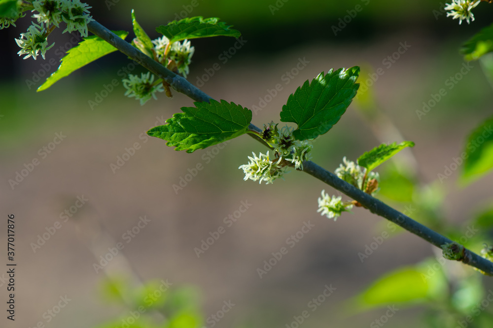 Mulberry blossoms and leaves in early Spring, fruit beginning to form 