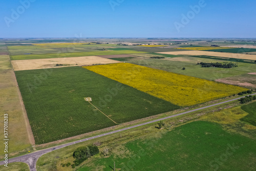 Corn and sunflower cultivation, Buenos Aires Province, Argentina.