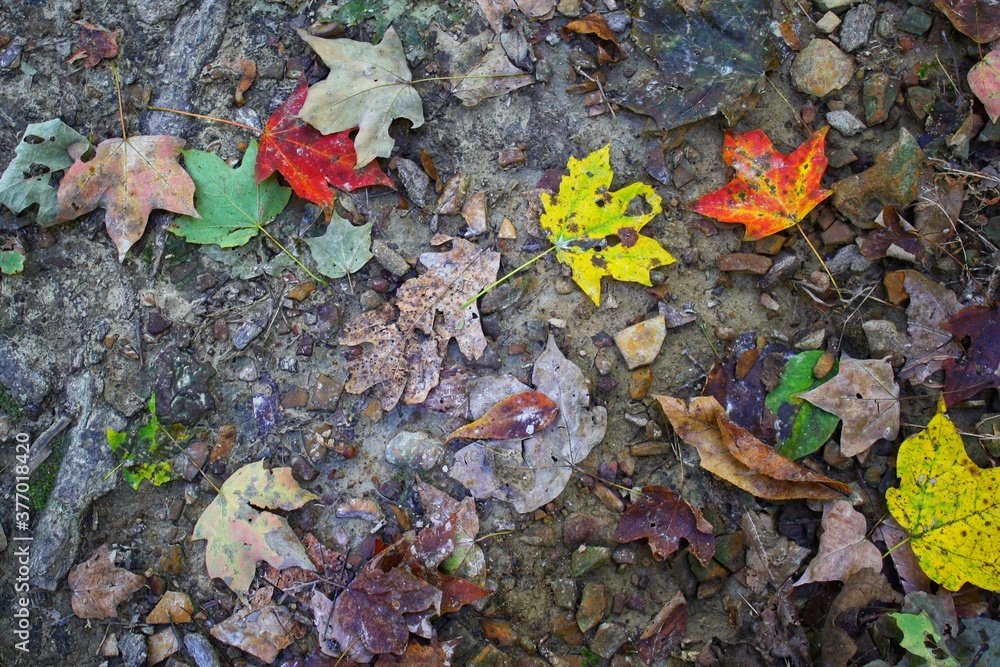 fallen autumn leaves