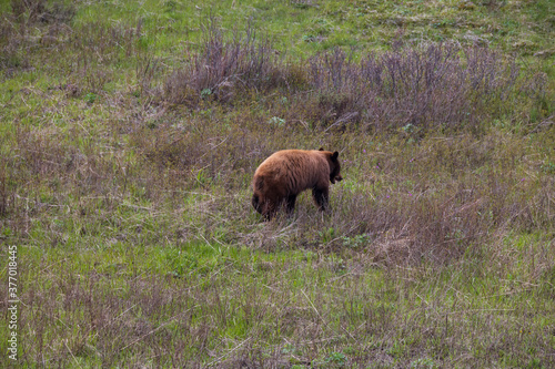 Grizzly in the meadow