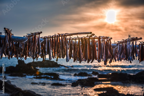 Gwamegi (dried saury) which is a specialty of Pohang, South Korea,(Guamegi)	

