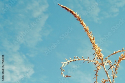 corn tassel against a blue sky