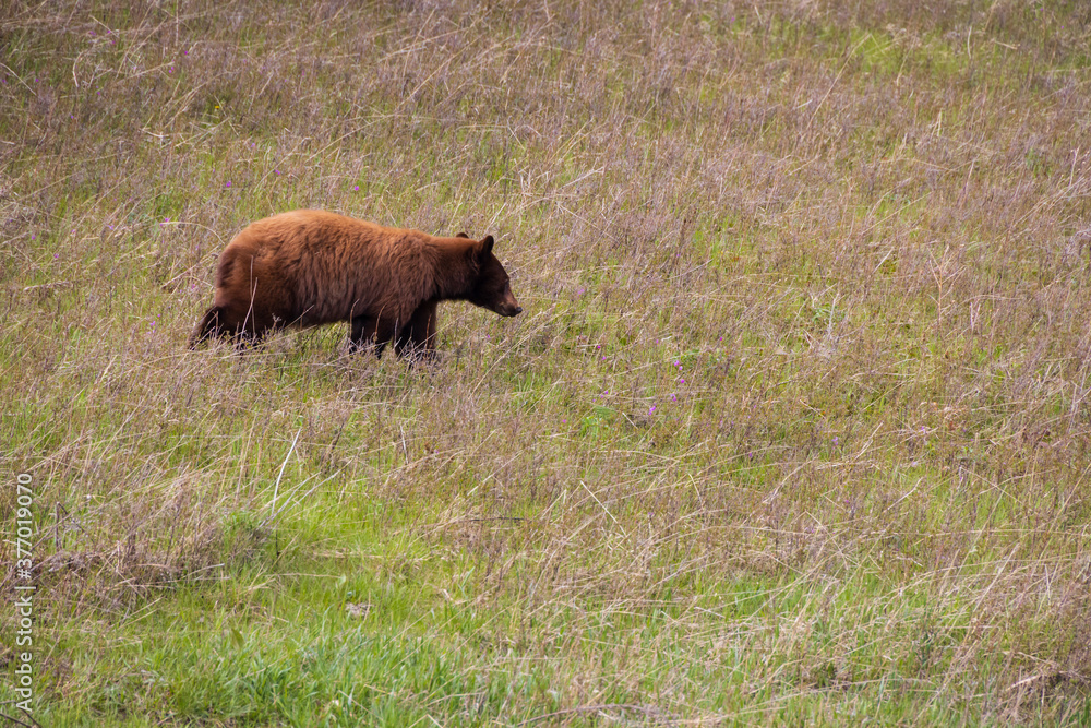Grizzly in the meadow Grizzly in the meadow