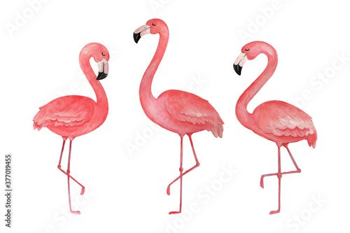Hand painted watercolor flamingo  © R&A Studio