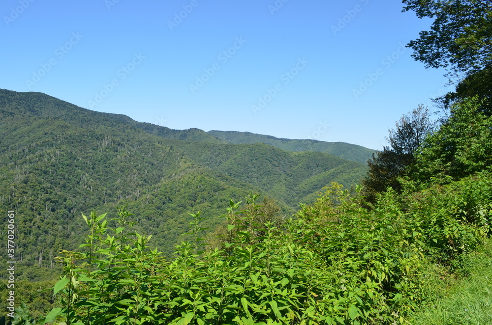 Naklejka premium Montana's