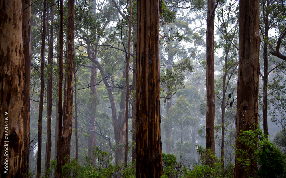 Naklejka premium Misty Jarrah and Karri forests in the South-west corner of Western Australia.