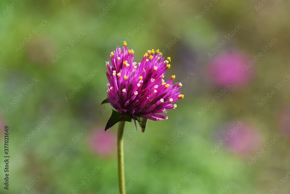Fototapeta premium Globe amaranth flowers / Amaranthaceae annual plant