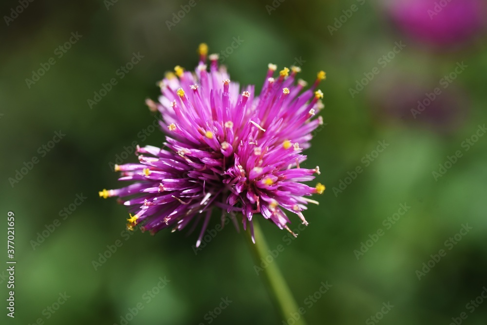 Globe amaranth flowers / Amaranthaceae annual plant Globe amaranth flowers / Amaranthaceae annual plant