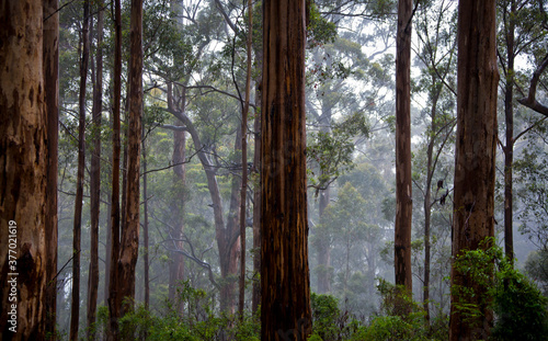 Misty Jarrah and Karri forests in the South-west corner of Western Australia. © Jason Bennee