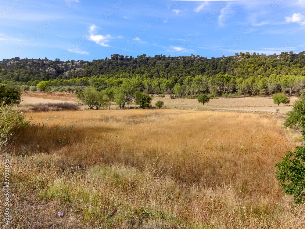 Planting fields with forest and mountains in the background, Provence-Alpes-Côte d'Azur region, Var, France Planting fields with forest and mountains in the background, Provence-Alpes-Côte d'Azur region, Var, France