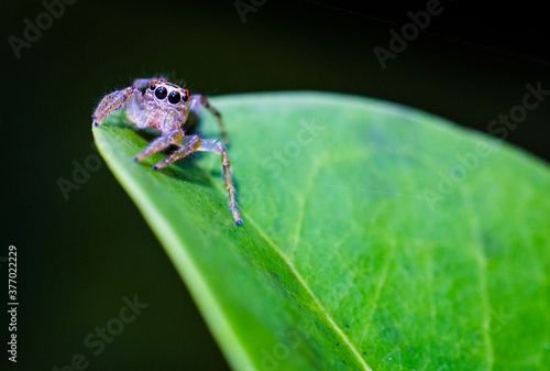 Jumping Spider on a leaf at night