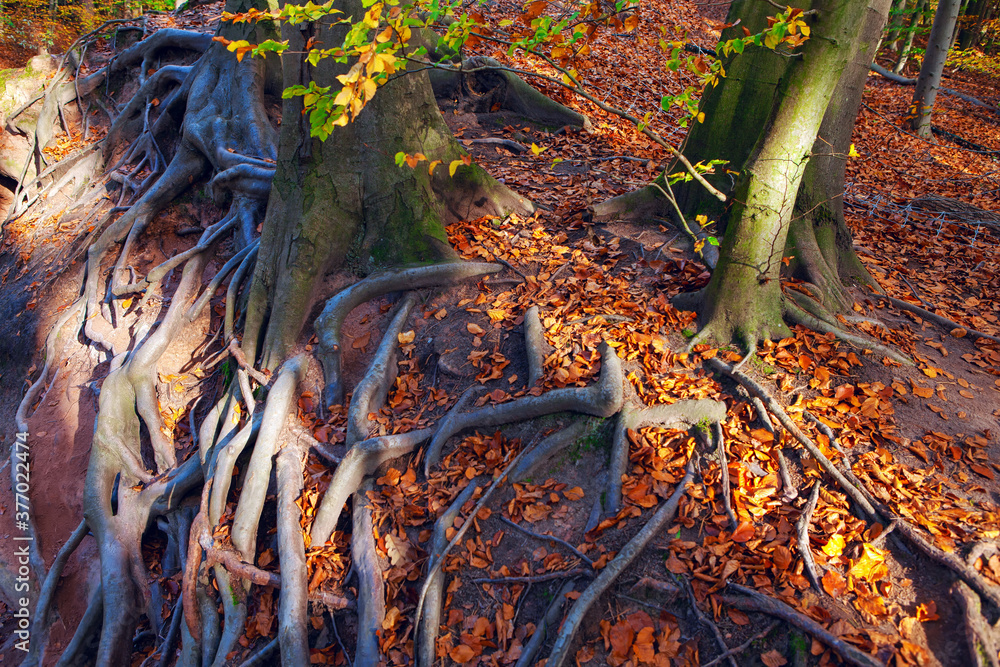 Tree external roots