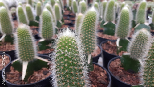 Various Species of Cactus in Natural Exotic Succulents Farm