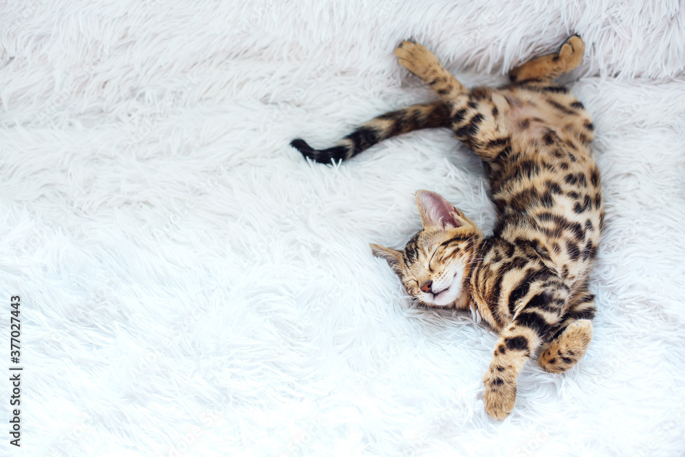 Little Bengal kitty laying on the white background. Little Bengal kitty laying on the white background.