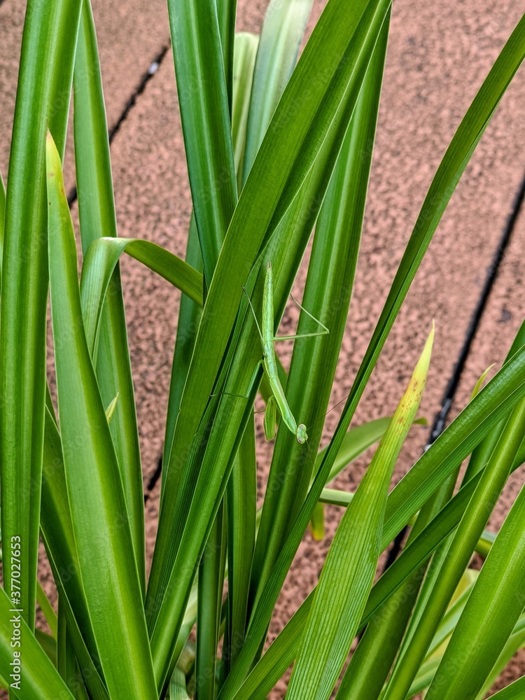 close up of grass close up of grass
