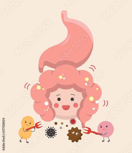 The intestines and stomach of human organs, the effect of probiotics on the digestive tract