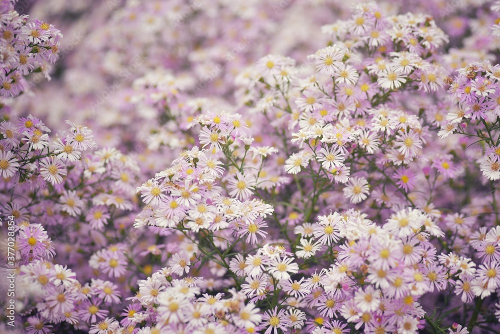 Pink flower Pink flower