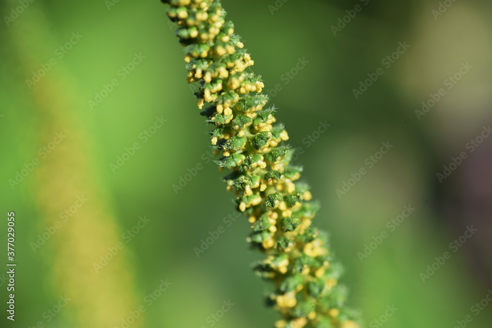 Ragweed / Asteraceae annual grass / A plant that causes hay fever Ragweed / Asteraceae annual grass / A plant that causes hay fever