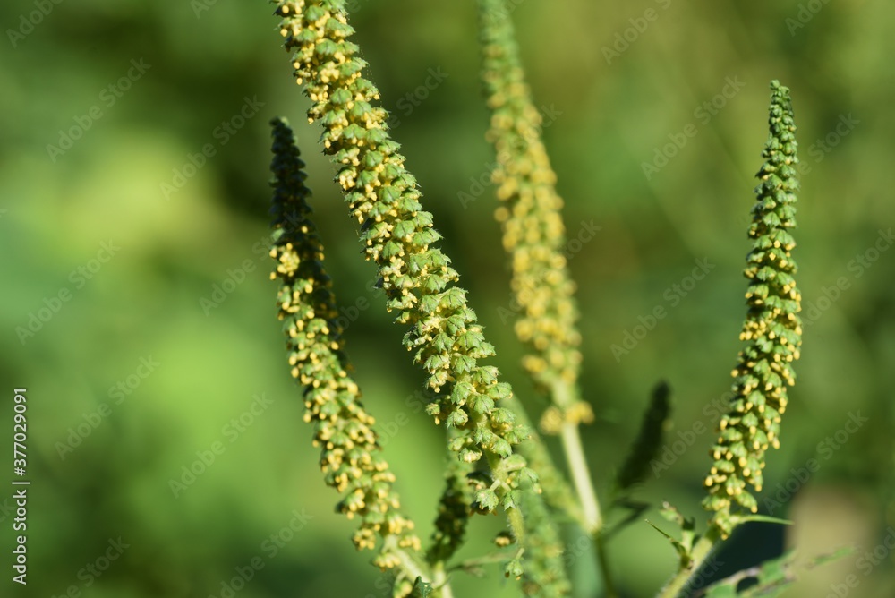 Ragweed /  Asteraceae annual grass /  A plant that causes hay fever