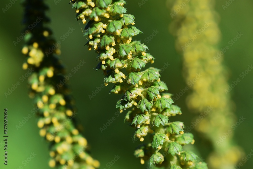 Ragweed /  Asteraceae annual grass /  A plant that causes hay fever