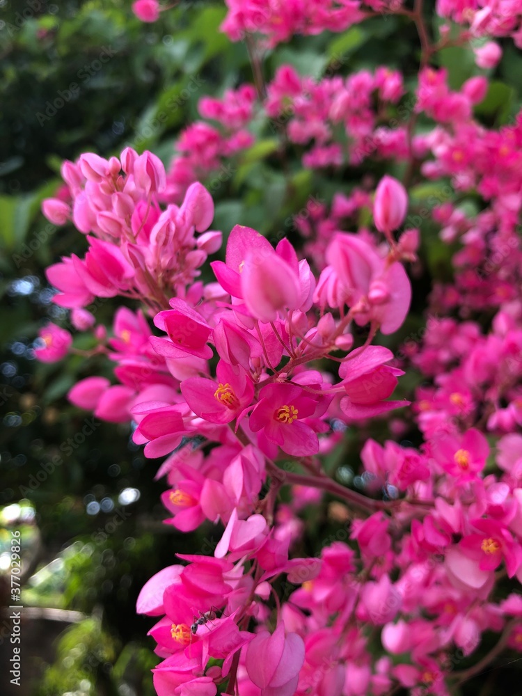 pink flowers in a garden pink flowers in a garden