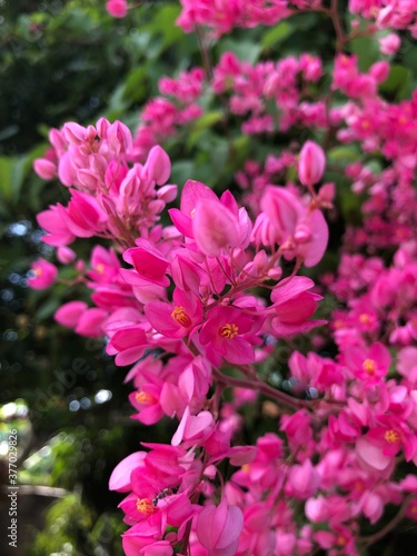 pink flowers in a garden © Anongluckruttana