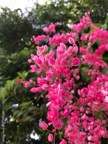 pink and white flowers