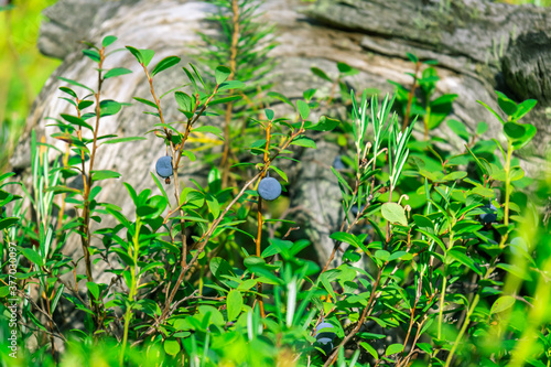 Forest berry is blueberry good for health in the forest in summer, with texture