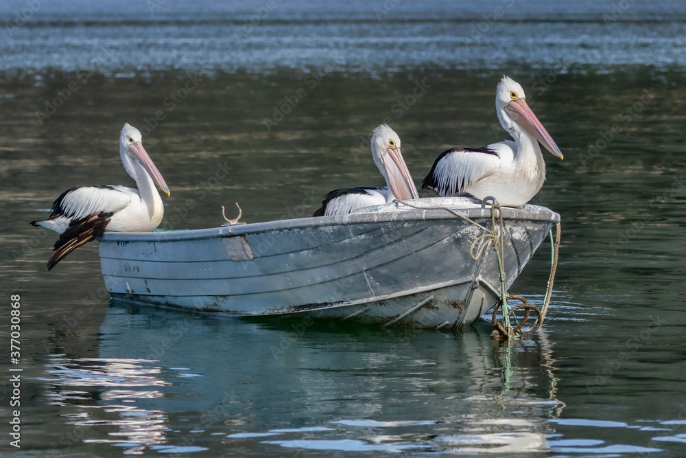 Three Australian Pelicans (Pelecanus conspicillatus) perched on a dinghy on Hawkesbury River, NSW, Australia Three Australian Pelicans (Pelecanus conspicillatus) perched on a dinghy on Hawkesbury River, NSW, Australia