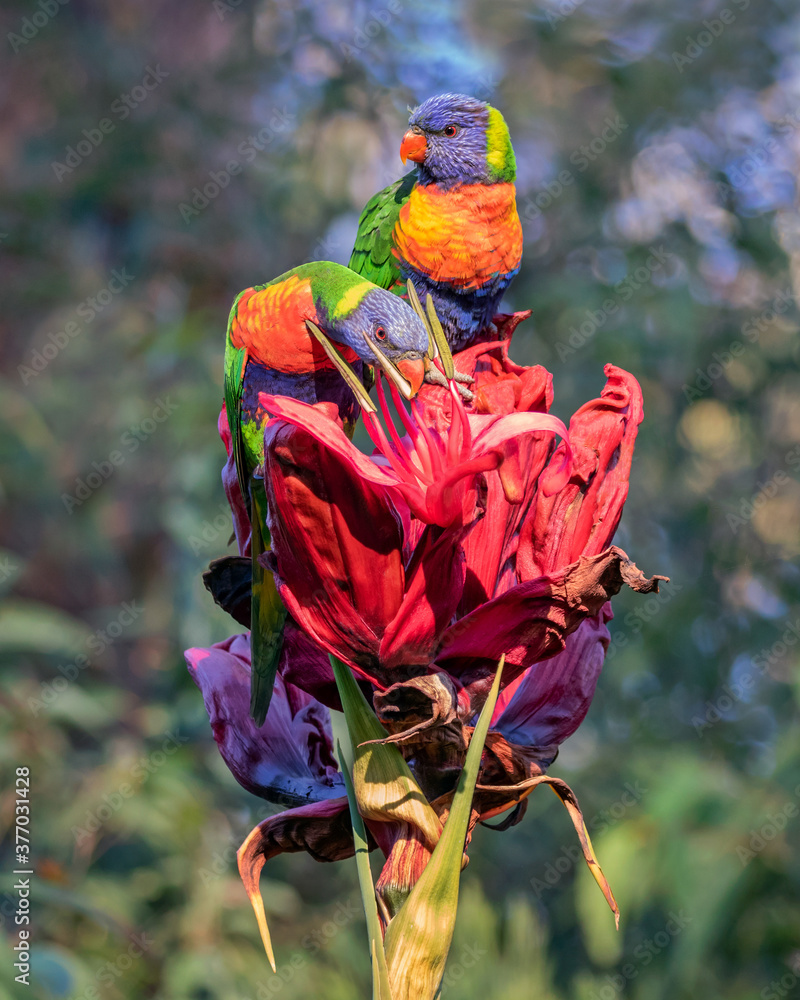 Φωτογραφία A pair of Rainbow Lorikeets (Trichoglossus moluccanus),  native parrots of eastern Australia, feeding on a Gymea Lily (Doryanthes excelsa), native to coastal areas near Sydney, NSW, Australia