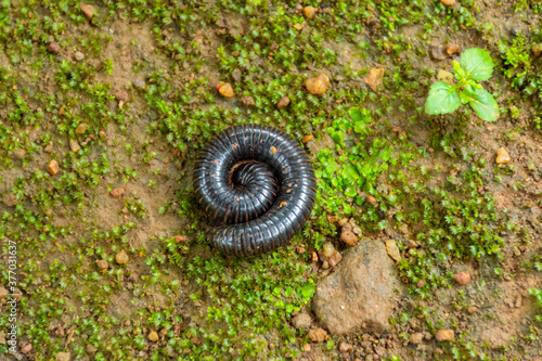 Millipedes photo