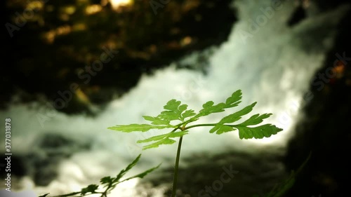Naturaleza viva, Rios de Galicia