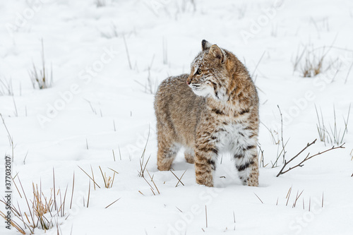 Bobcat (Lynx rufus) Stands Still in Snow Looking Left Winter © hkuchera