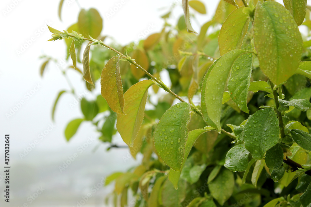 Water drops on leaves , macro, nature background Water drops on leaves , macro, nature background
