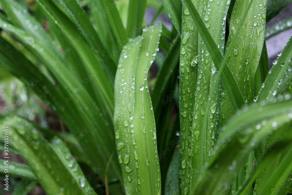 Water drops on long leaves nature background . Water drops on long leaves nature background .